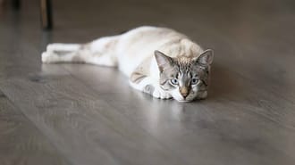 A picture of a cat lying down