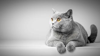 A picture of a grey cat