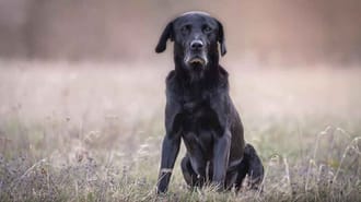 A black dog in a field