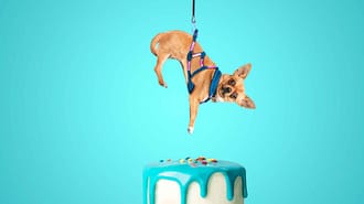 Photo manipulation of a small dog stealing food