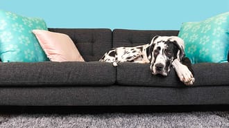 A dog lying on a grey sofa
