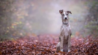 A dog sitting on leaves