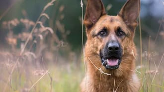 German Shepherd sat in a field