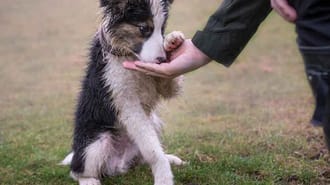 border collie in forest