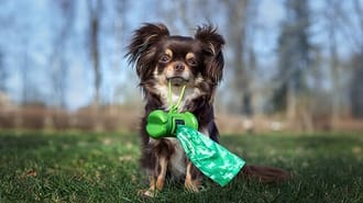 A dog holding poo bags