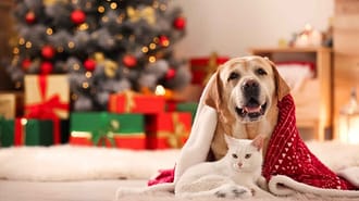 A dog and a cat at Christmas