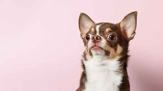 A picture of a dog on a pink background