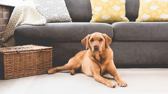 A dog sat in front of a sofa