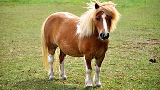 Pony in a field
