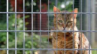 Cat sat behind bars