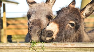 Picture of 2 donkeys