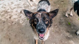 Picture of a rescued dog