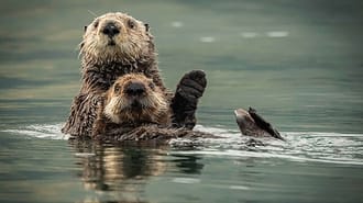2 otters in the water
