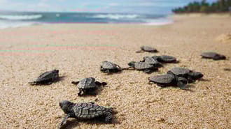 Baby turtles on the beach