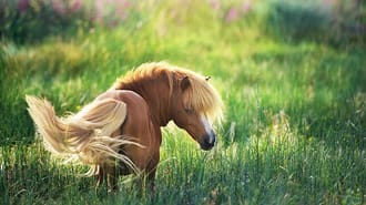 Horse in a field