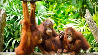 3 young Orangutans