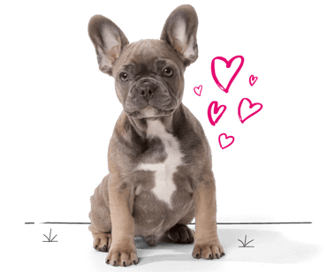 French bulldog looking for insurance
