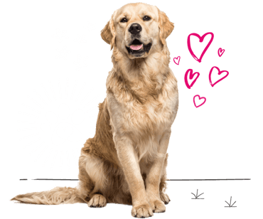 Golden retriever looking for insurance