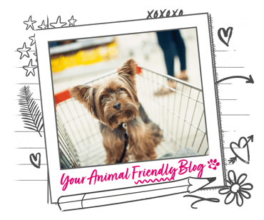 A small dog in a shopping trolley