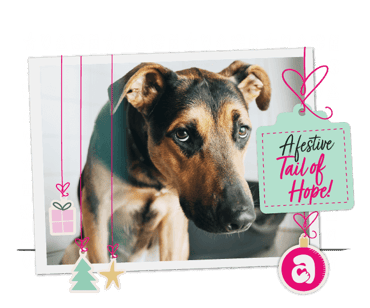 A dog gazes out in hope