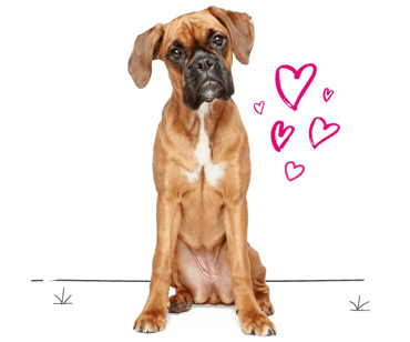 Boxer looking for insurance