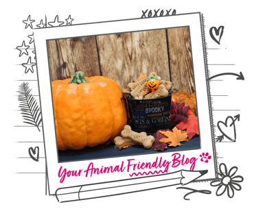 A trick or treat haul of dog treats next to a pumpkin