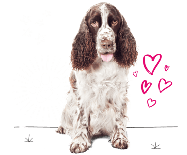 Springer spaniel looking for insurance