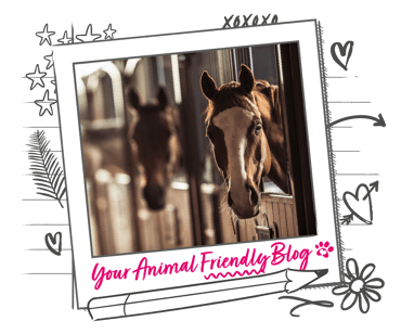 Horses peering out from their stables