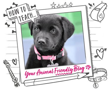 A black Labrador puppy