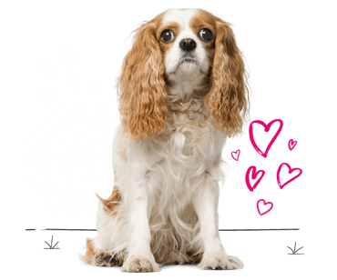 Cavalier King Charles spaniel looking for insurance