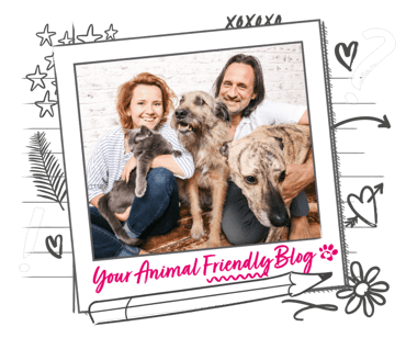 A man and woman at home with a cat and 2 dogs