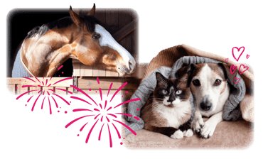 A dog, horse and cat what to know if you're fireworks ready? 