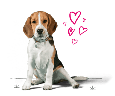 Beagle looking for insurance