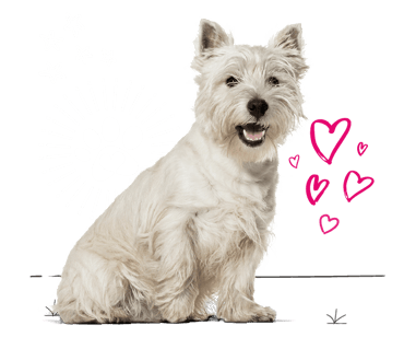 West Highland terrier looking for insurance
