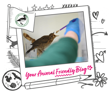 A bird receiving food from a specialist