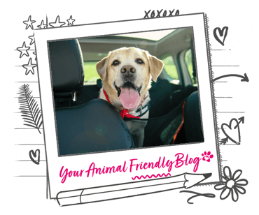 A happy Labrador in a car - where is he off to?