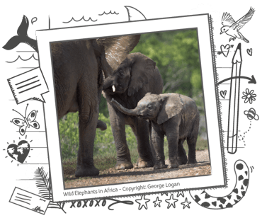 an image of elephants together in a polaroid frame
