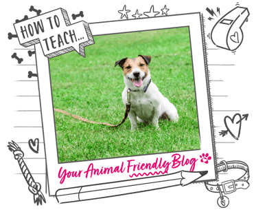 A Jack Russell Terrier on a lead, in the grass