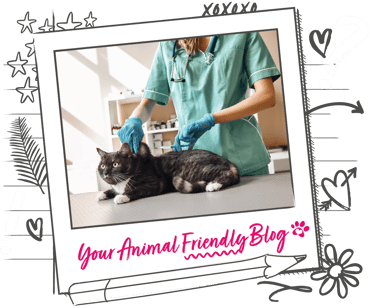 A calm black cat received an injection from a vet