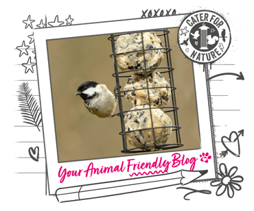 A bird on a hanging bird feeder