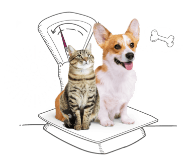 A corgi and tabby cat are sat on a illustrated retro weighing scales