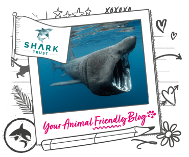 A basking shark