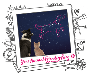 A cat and dog gazing at the night sky, where there is a constellation the shape of a dog