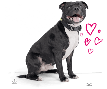 Staffordshire bull terrier looking for insurance