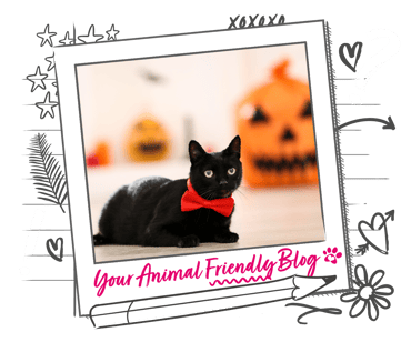 A black cat with a red bow tie collar