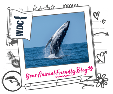 A whale jumps out of the sea