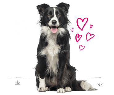 Border collie looking for insurance