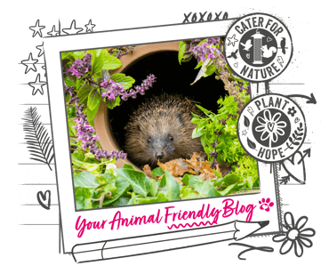 A hedgehog emerging from a led down plant pot