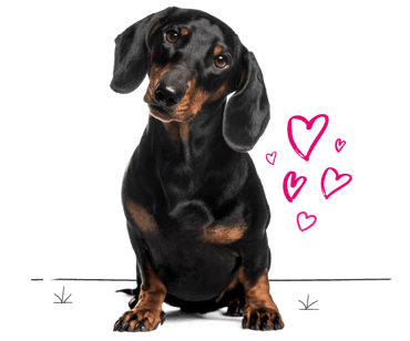 Dachshund looking for insurance