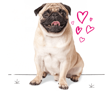 Pug looking for insurance